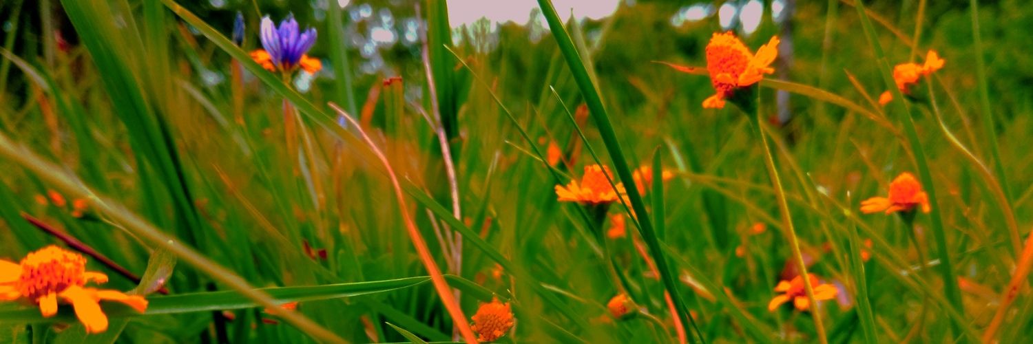 QruTan's profile banner image