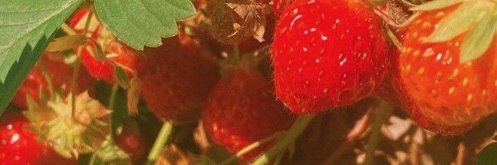 Waaffflesss's profile banner image
