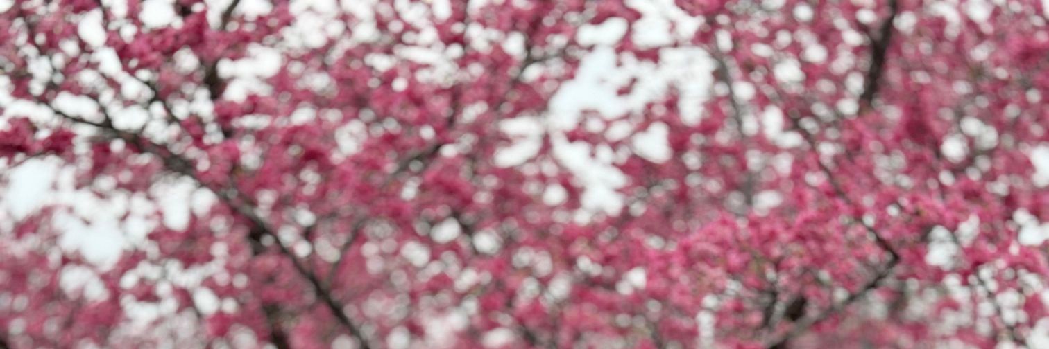 sooyoxz's profile banner image