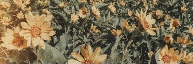 linkin_sag's profile banner image