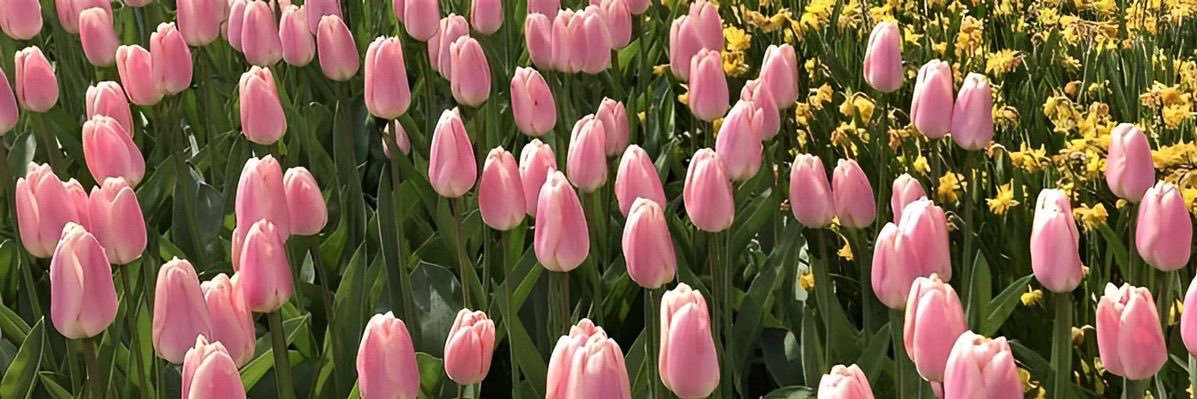 Bunny ˚⊱❀⊰˚ banner