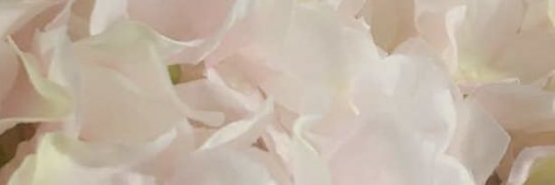 ڤ banner