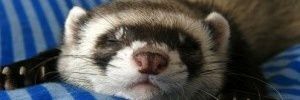 FerretForrest's profile banner image