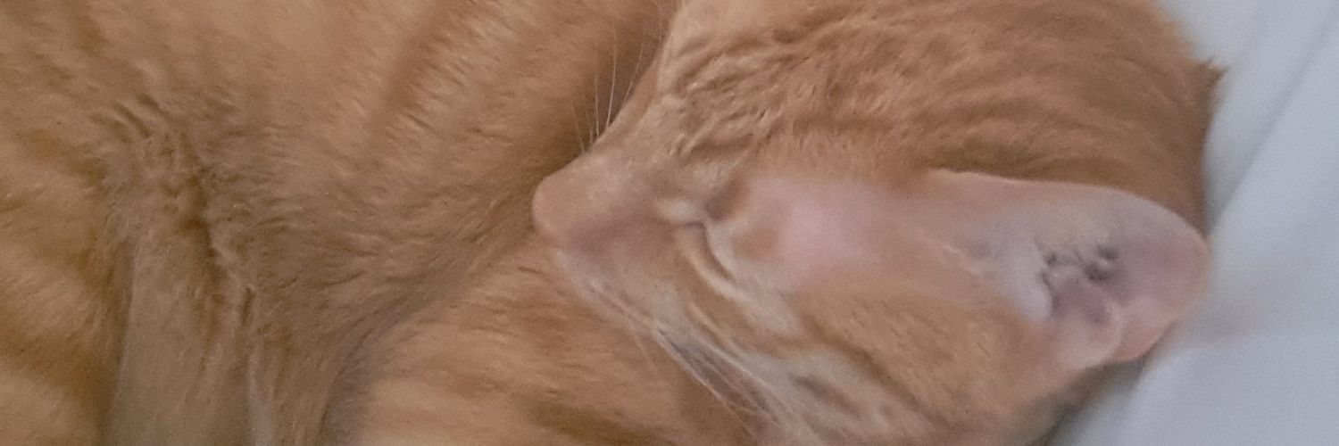 guocatcat's profile banner image