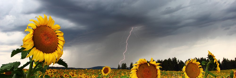 Sunnflowertoo's profile banner image