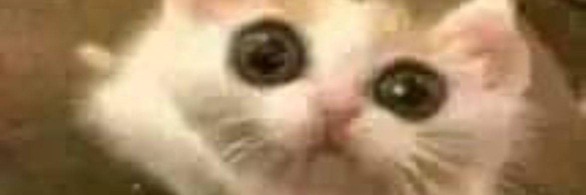 sweetbug19's profile banner image