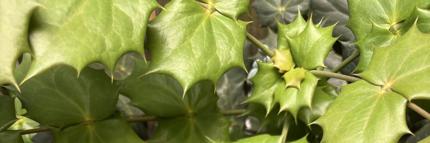 Catherine Alexander banner