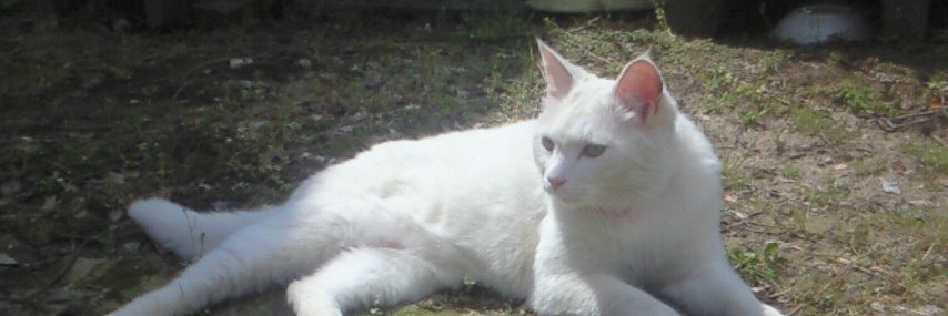 Sacrifice_SS's profile banner image
