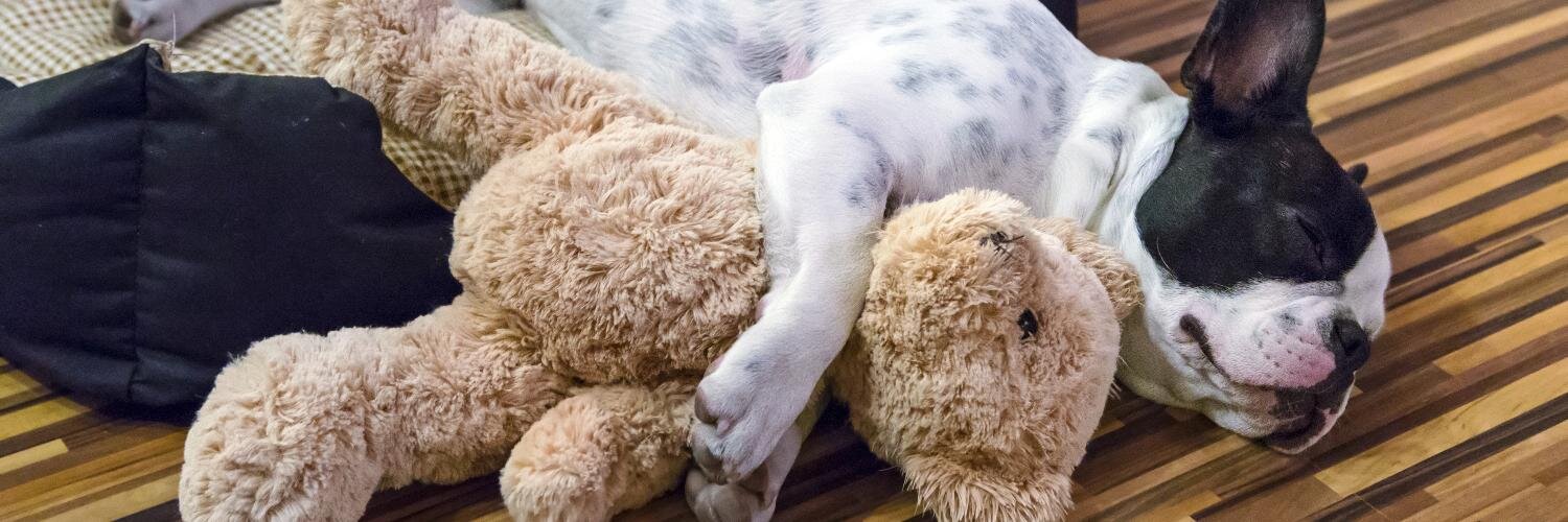 LoveThatPet's profile banner image