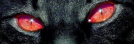𝖈𝖔𝖗𝖕𝖘𝖊𝖈𝖚𝖑𝖙 @corpsecult.bsky.social banner