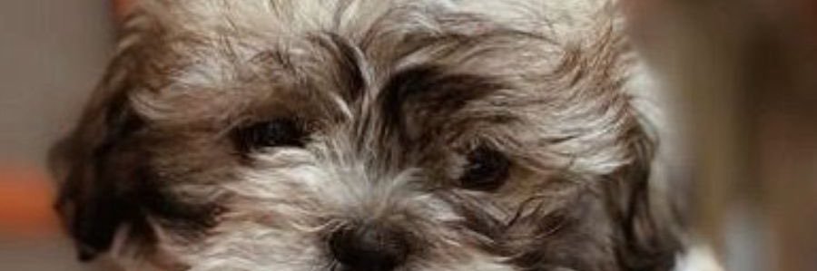 _DanielaAlzate_'s profile banner image