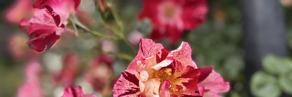 solieraa Profile Banner