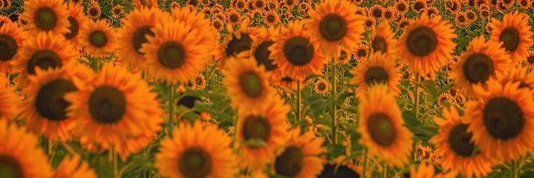 Ashanwar3's profile banner image