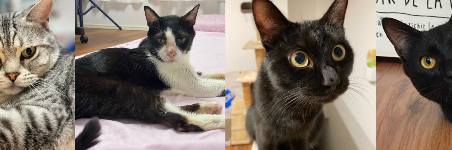 ✨😸Nyanko😸✨ banner