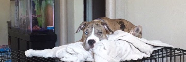Katieschug's profile banner image