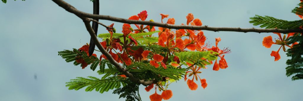The_Rajashree's profile banner image