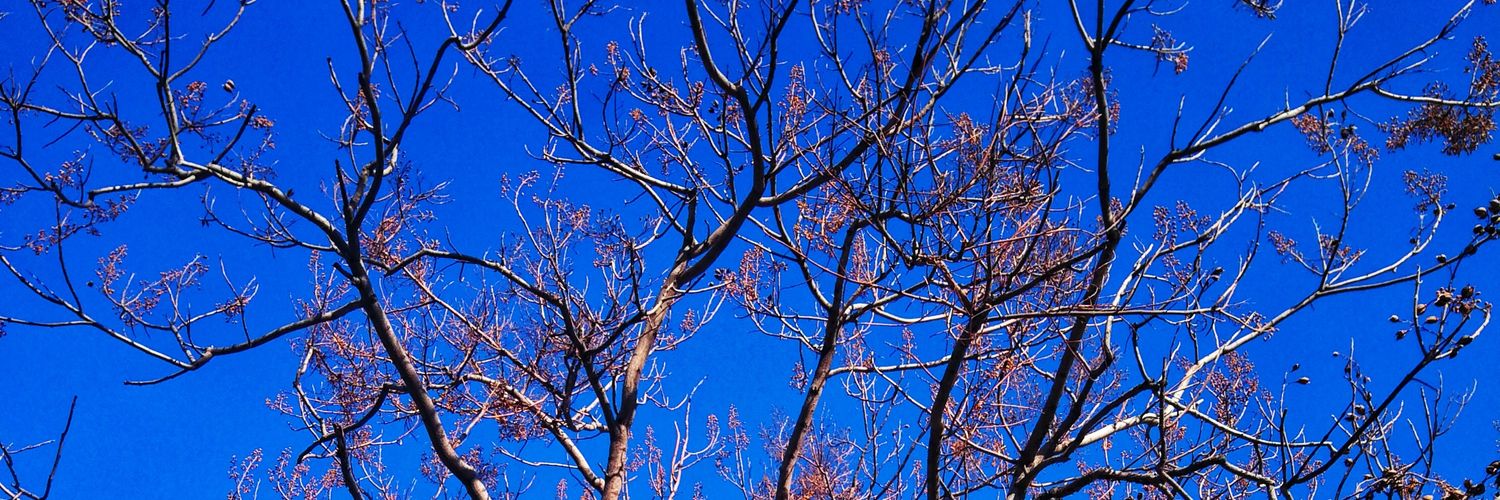 moosesky's profile banner image