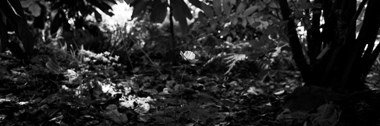 filmtoburn's profile banner image