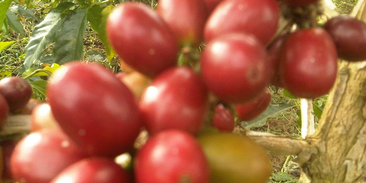 The Pastor's Coffee banner