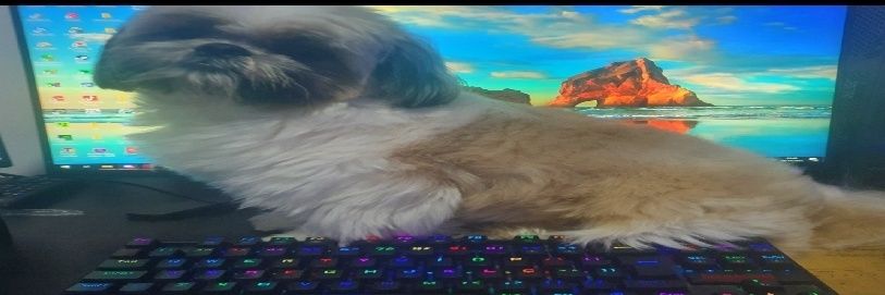 caiqfxm banner
