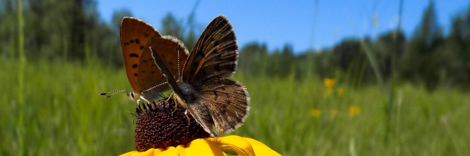 Michael Belitz banner