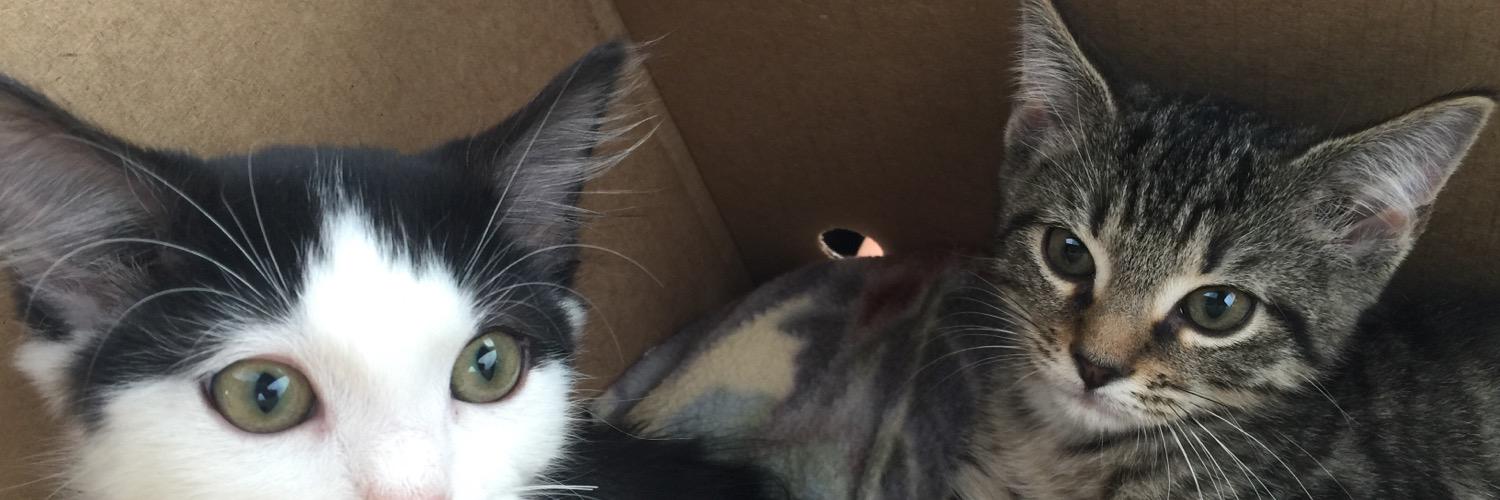 OGCatLover's profile banner image
