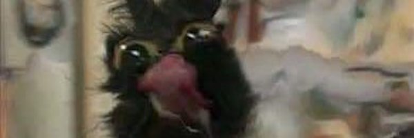 SmolBirdLex Profile Banner