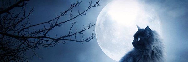 Angry__cat_ Profile Banner