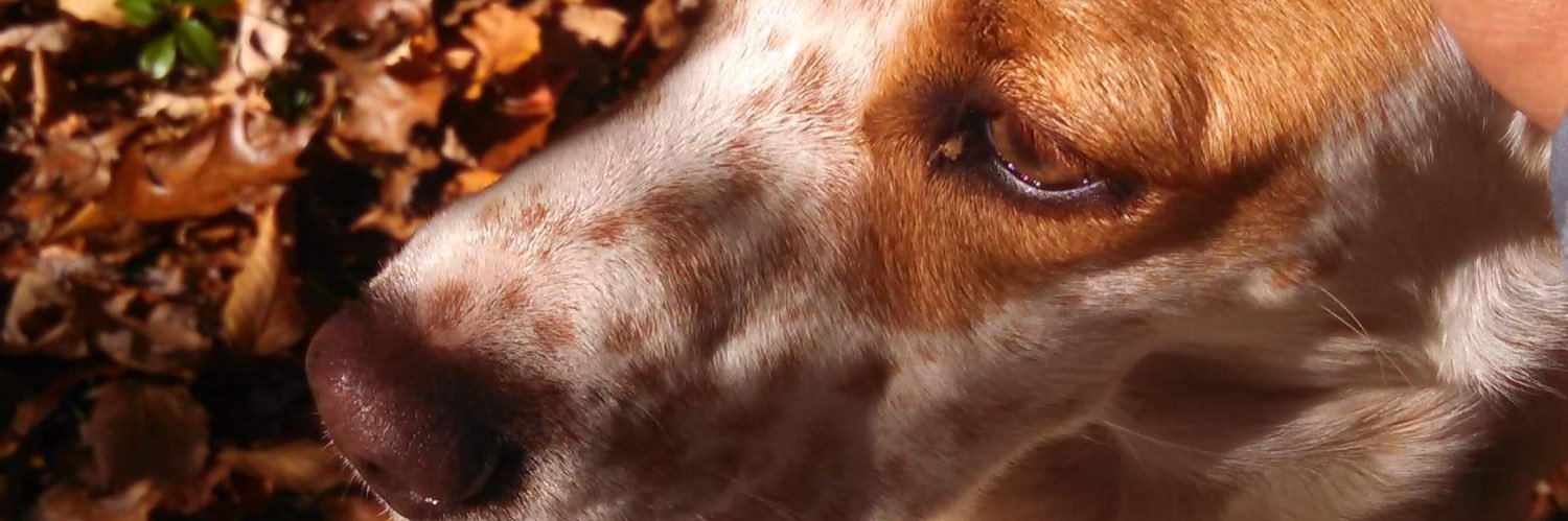 ASejona's profile banner image