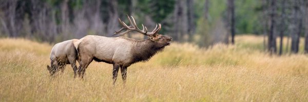 EllisArchery Profile Banner