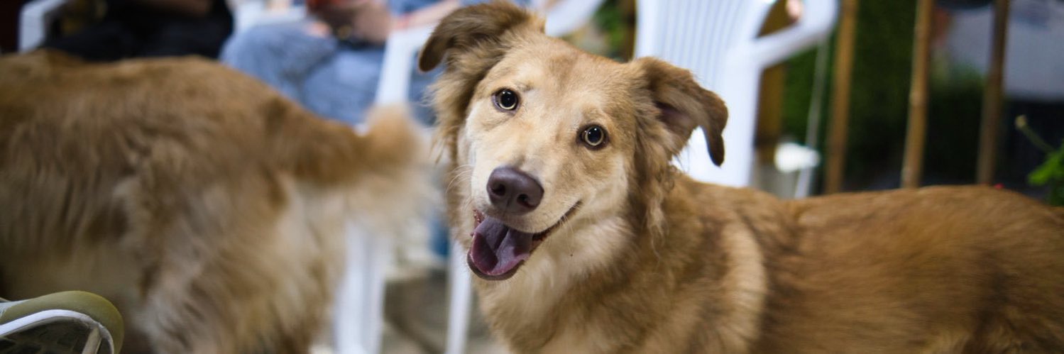 Sharon Montaño G banner