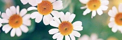 Seda89678574's profile banner image