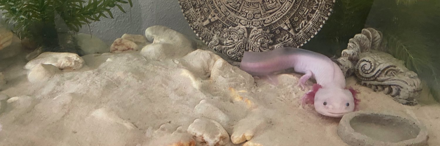 anniecamarillo's profile banner image