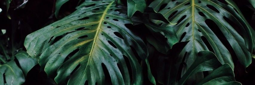 velozciraptor's profile banner image