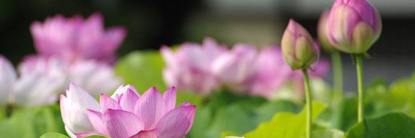 SimpleLotusGirl Profile Banner