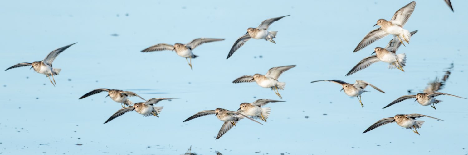 Joseph Chee Chang banner