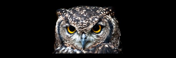 TalebWisdom Profile Banner