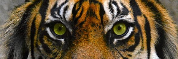 XEXIAME Profile Banner