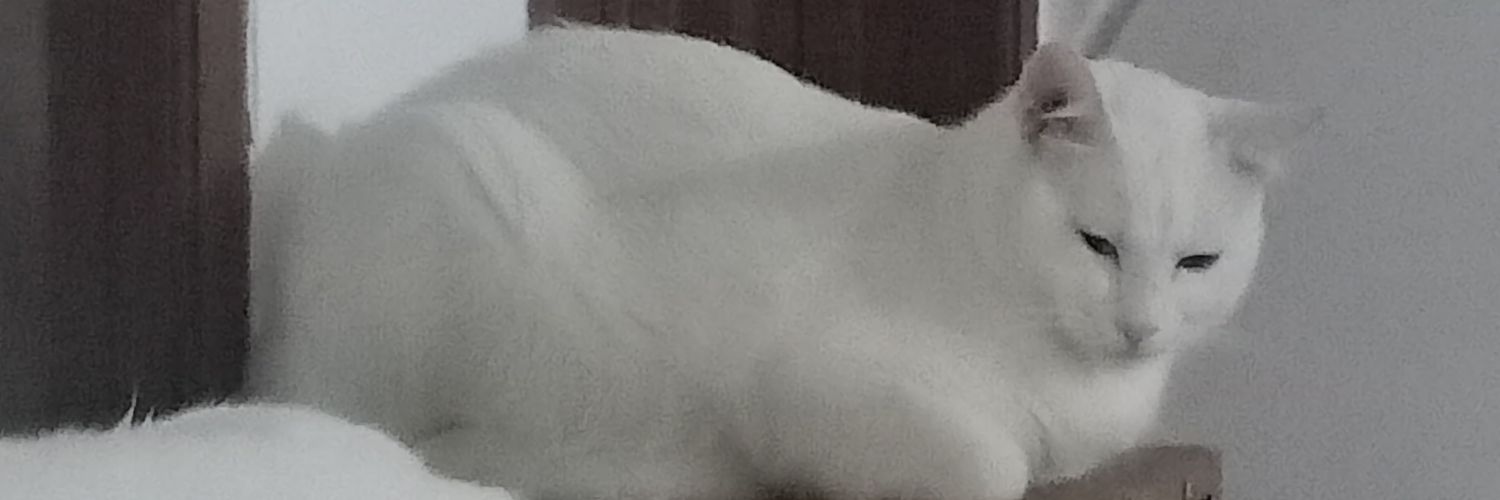 daluttt's profile banner image