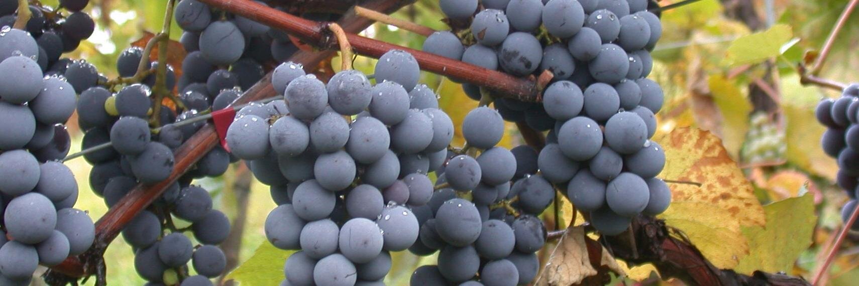 SINOAFRICAWINE's profile banner image