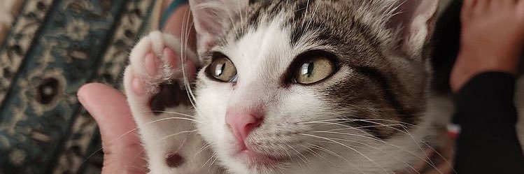 carla_faria09's profile banner image
