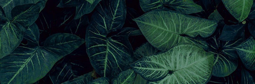 birxuu's profile banner image