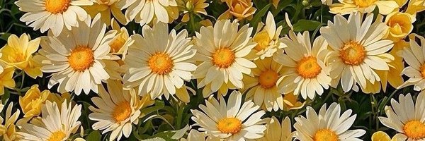 mezzocorallo Profile Banner