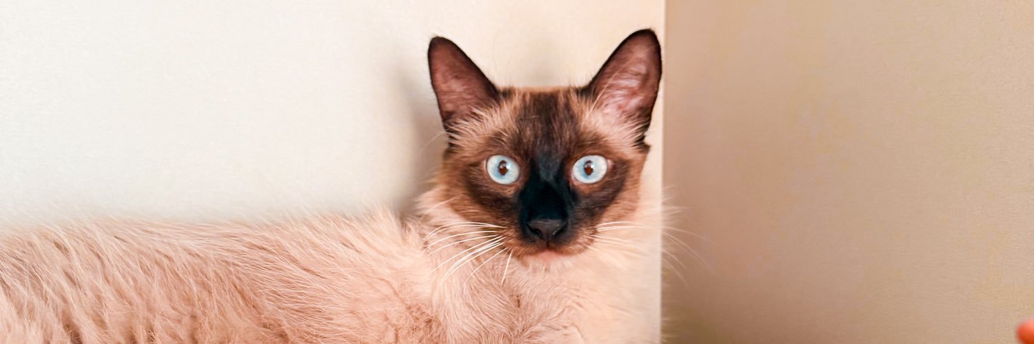 mrbeeeann's profile banner image