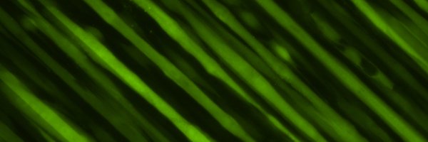 immunoJeej Profile Banner