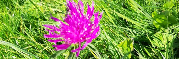 mandydr04 Profile Banner