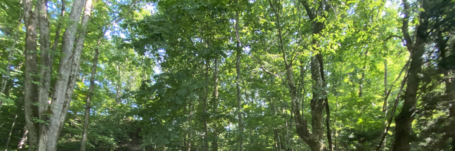 ぱお|がじゅむなー banner