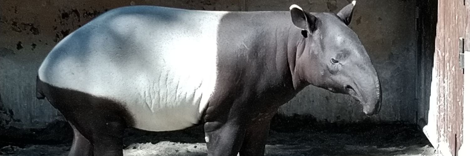 武野🍊踊 banner