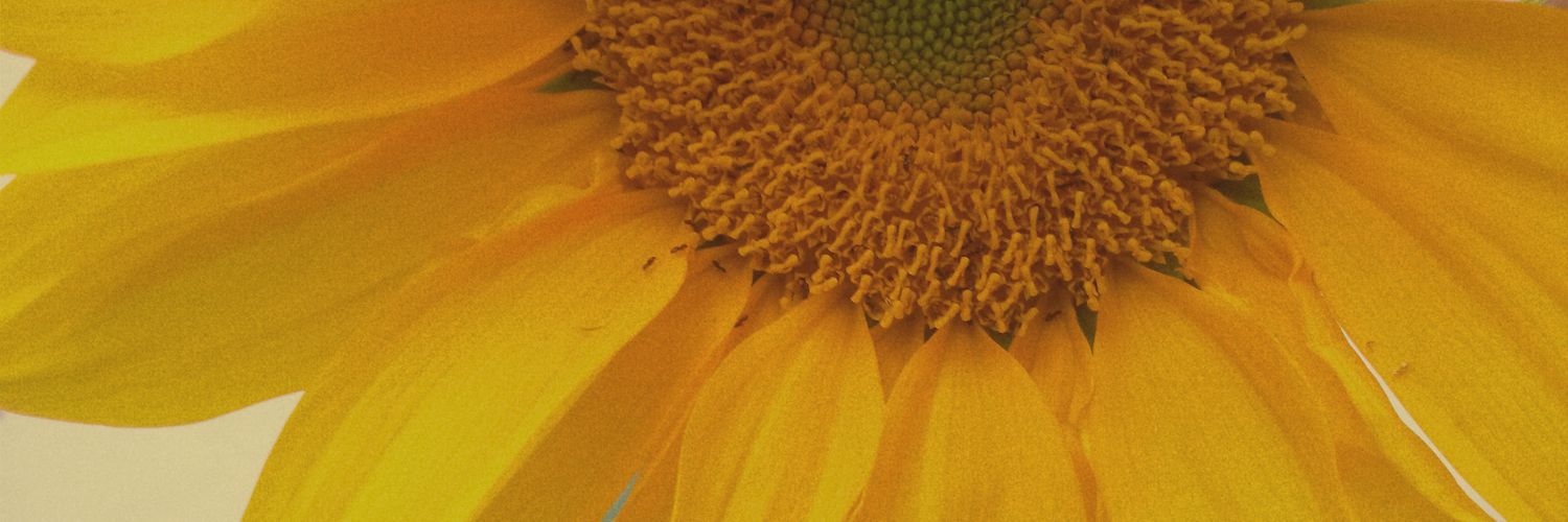 Pricila Aquino 🌻 banner