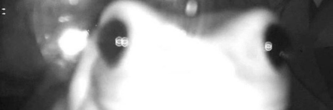 NStuffyt's profile banner image